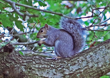 Grey Squirrel, Sciurus carolinensis, Alan Prowse